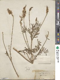 Onobrychis viciifolia image