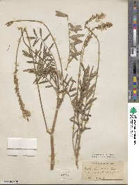 Onobrychis viciifolia image