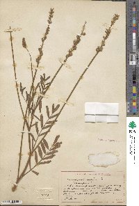 Onobrychis viciifolia image