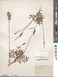 Onobrychis viciifolia image