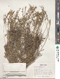 Onobrychis viciifolia image