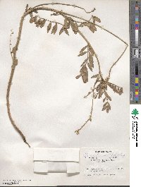 Onobrychis viciifolia image