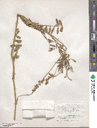 Onobrychis viciifolia image