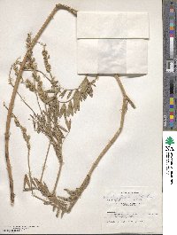 Onobrychis viciifolia image