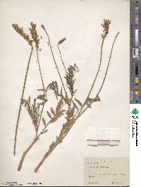 Onobrychis viciifolia image