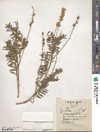 Onobrychis viciifolia image