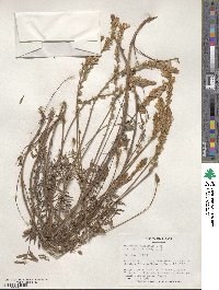 Onobrychis viciifolia image