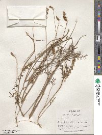 Onobrychis viciifolia image