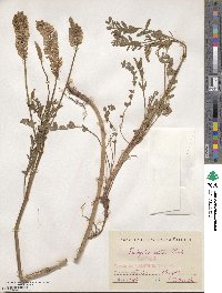 Onobrychis viciifolia image