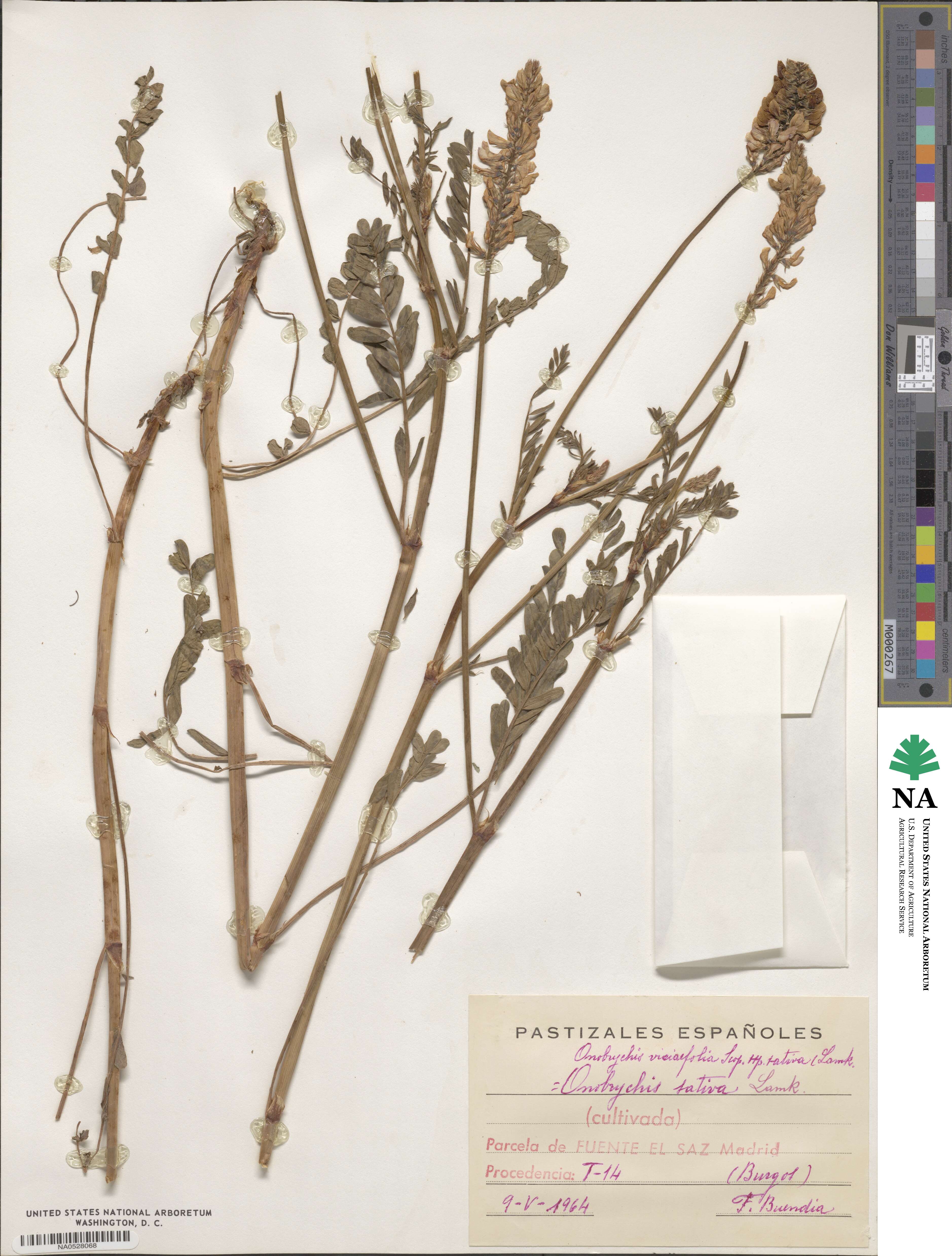 Onobrychis viciifolia image