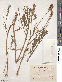 Onobrychis viciifolia image