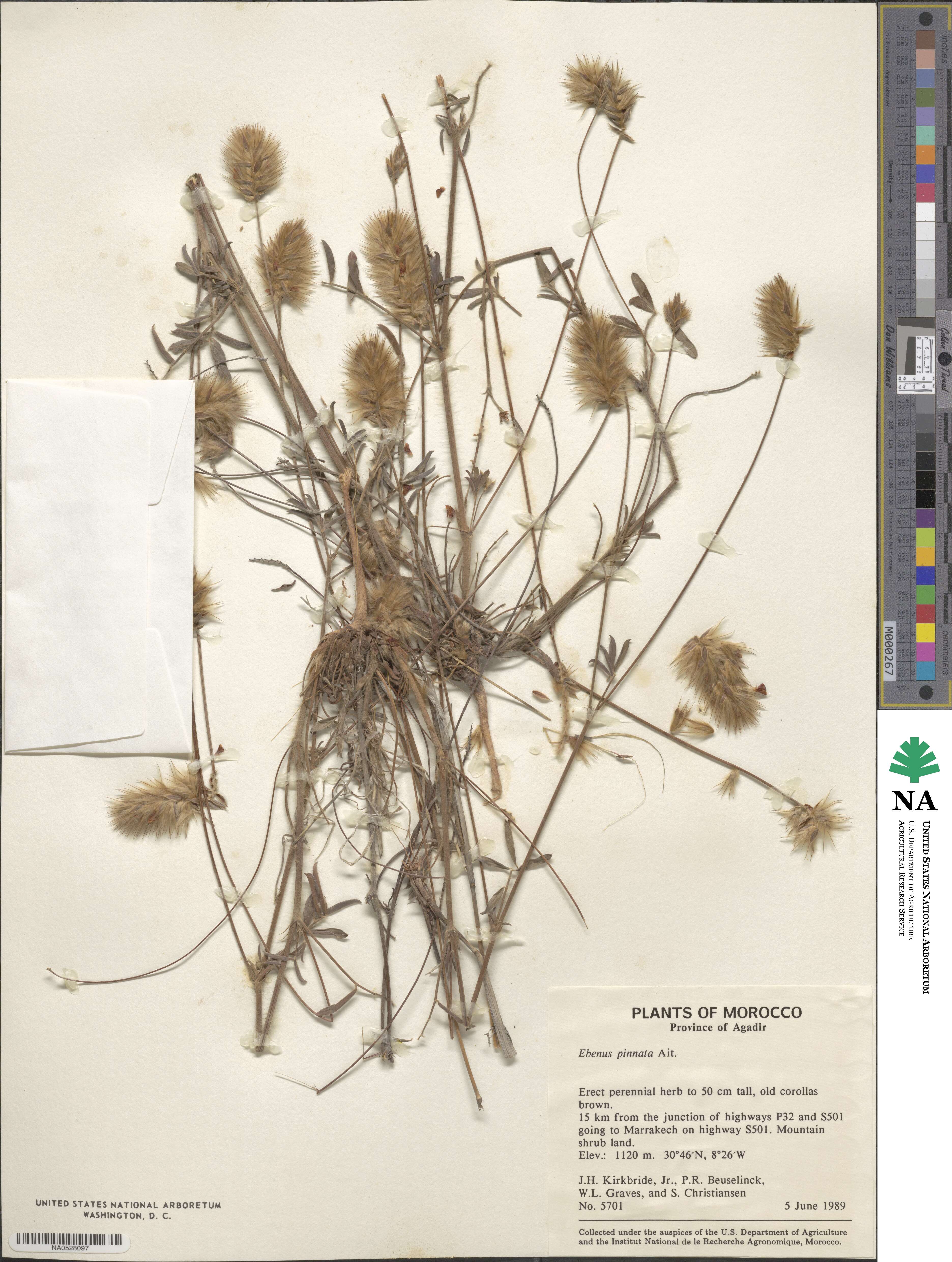 Ebenus pinnata image