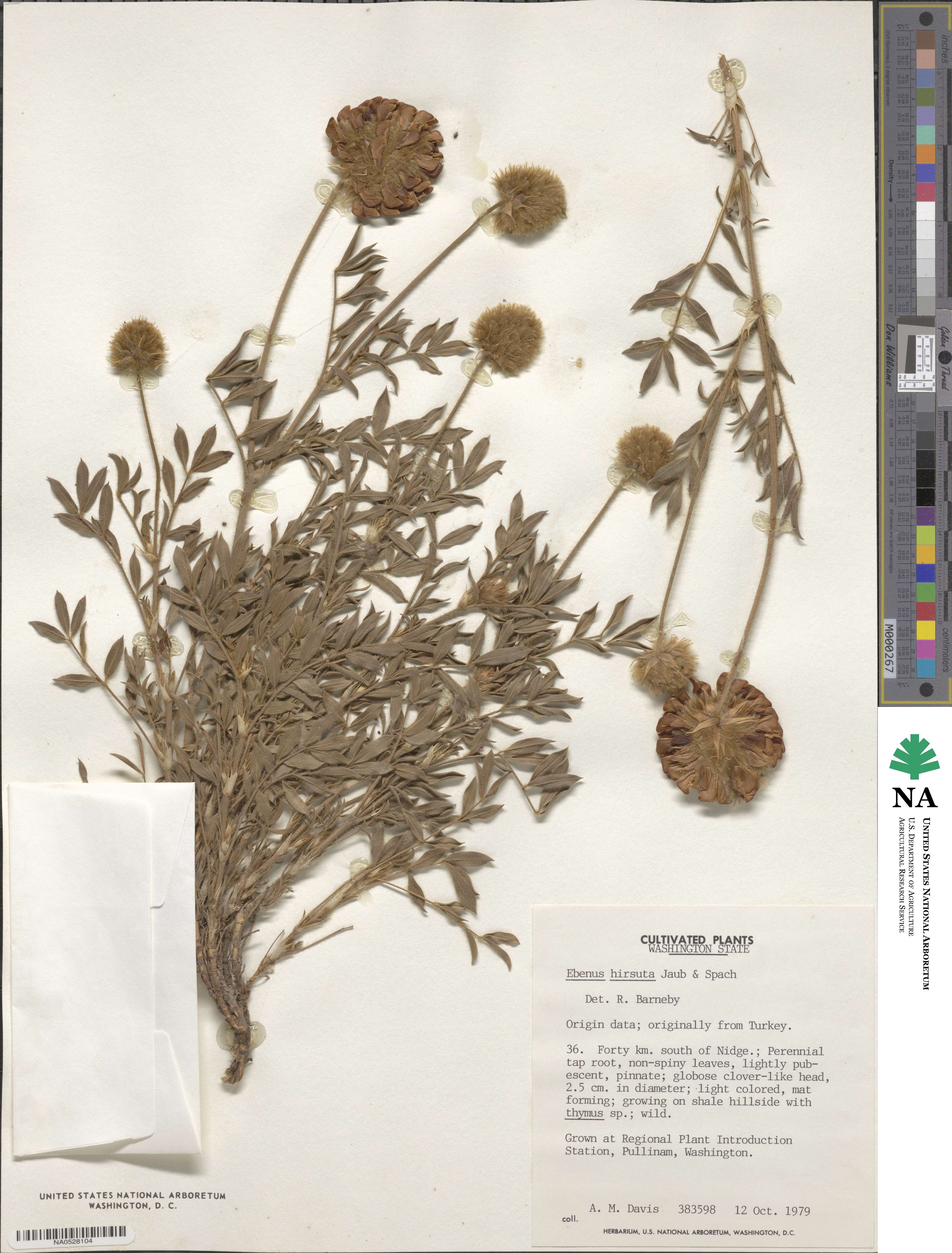 Ebenus hirsuta image