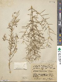 Alhagi maurorum var. maurorum image