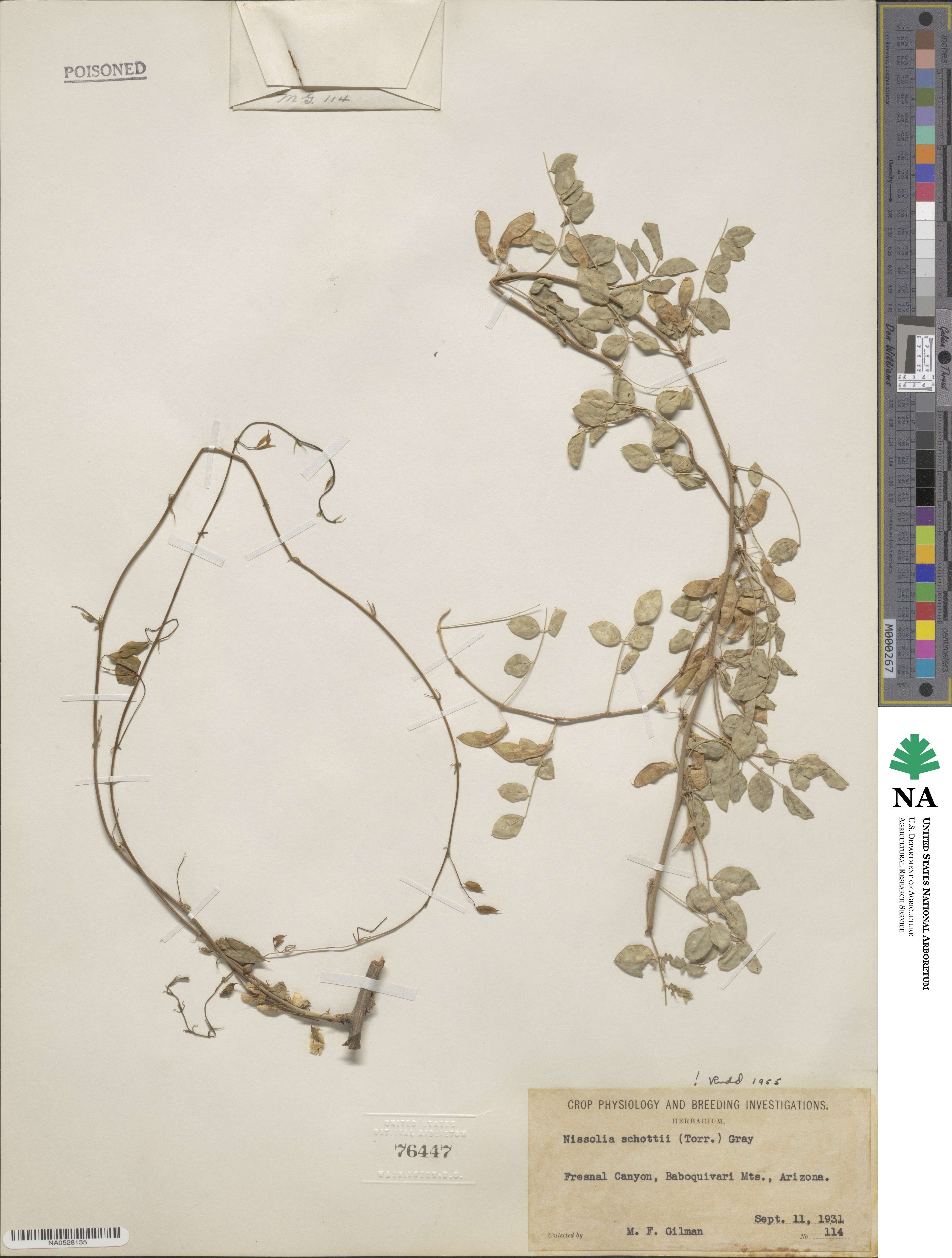Nissolia schottii image