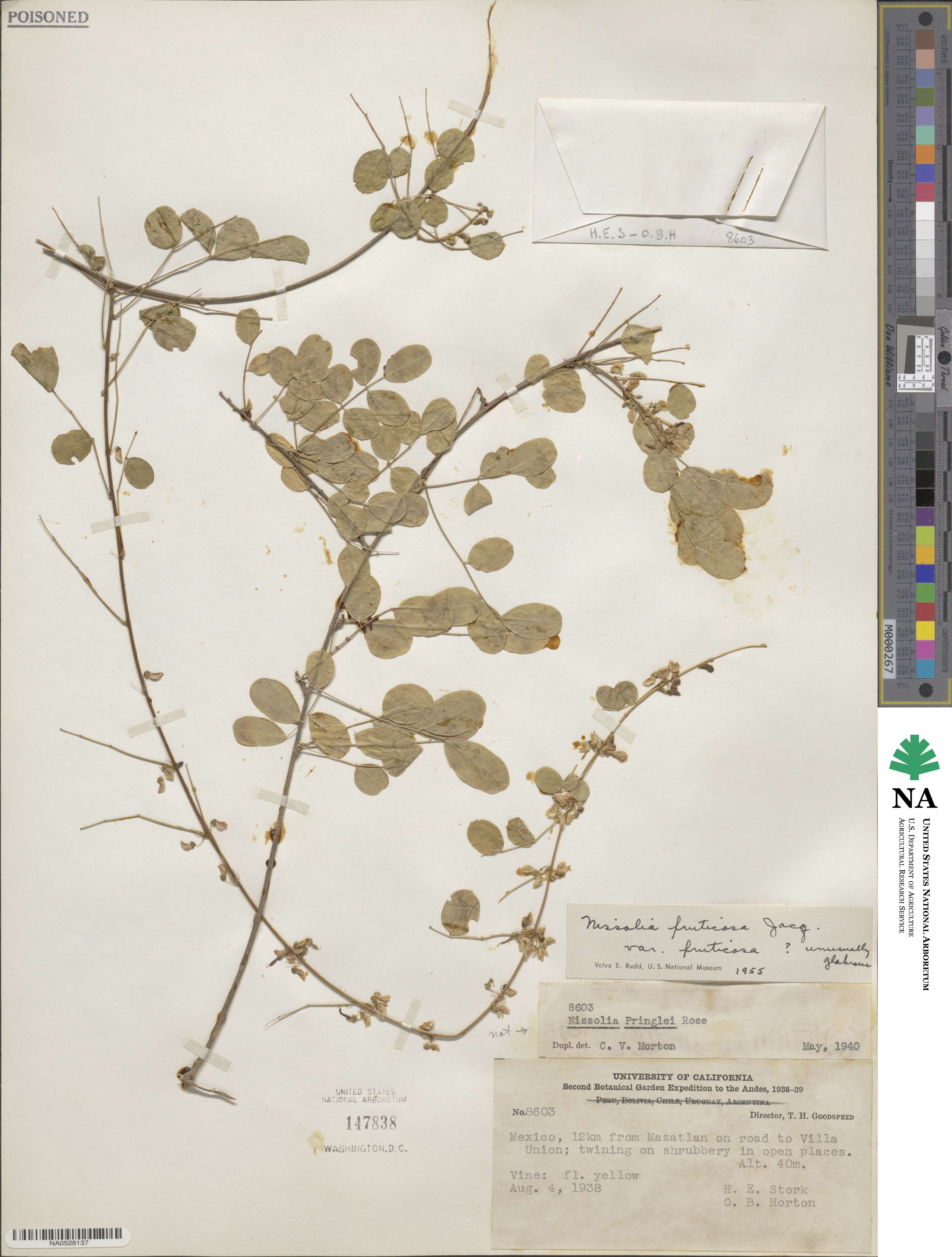 Nissolia fruticosa image