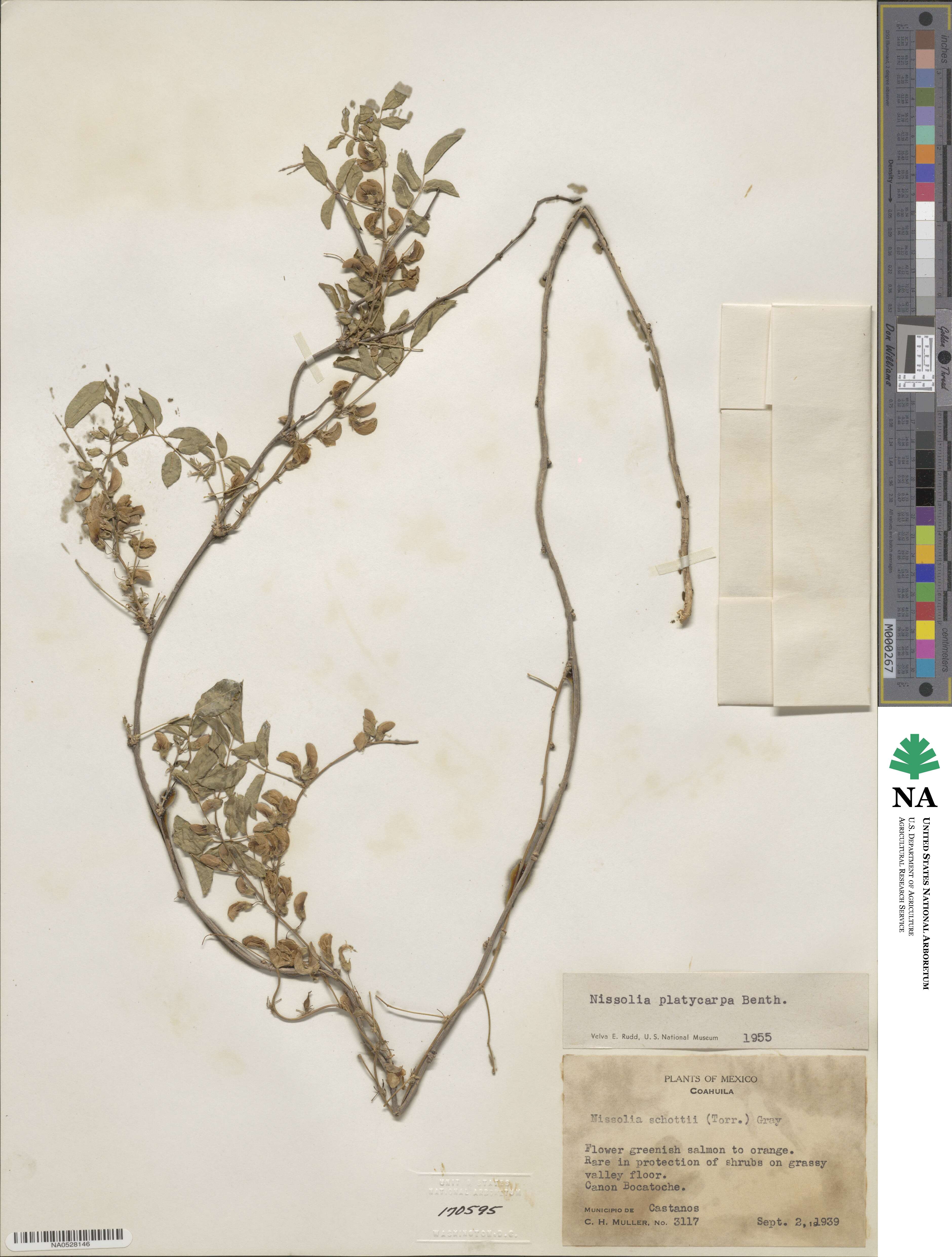 Nissolia platycarpa image