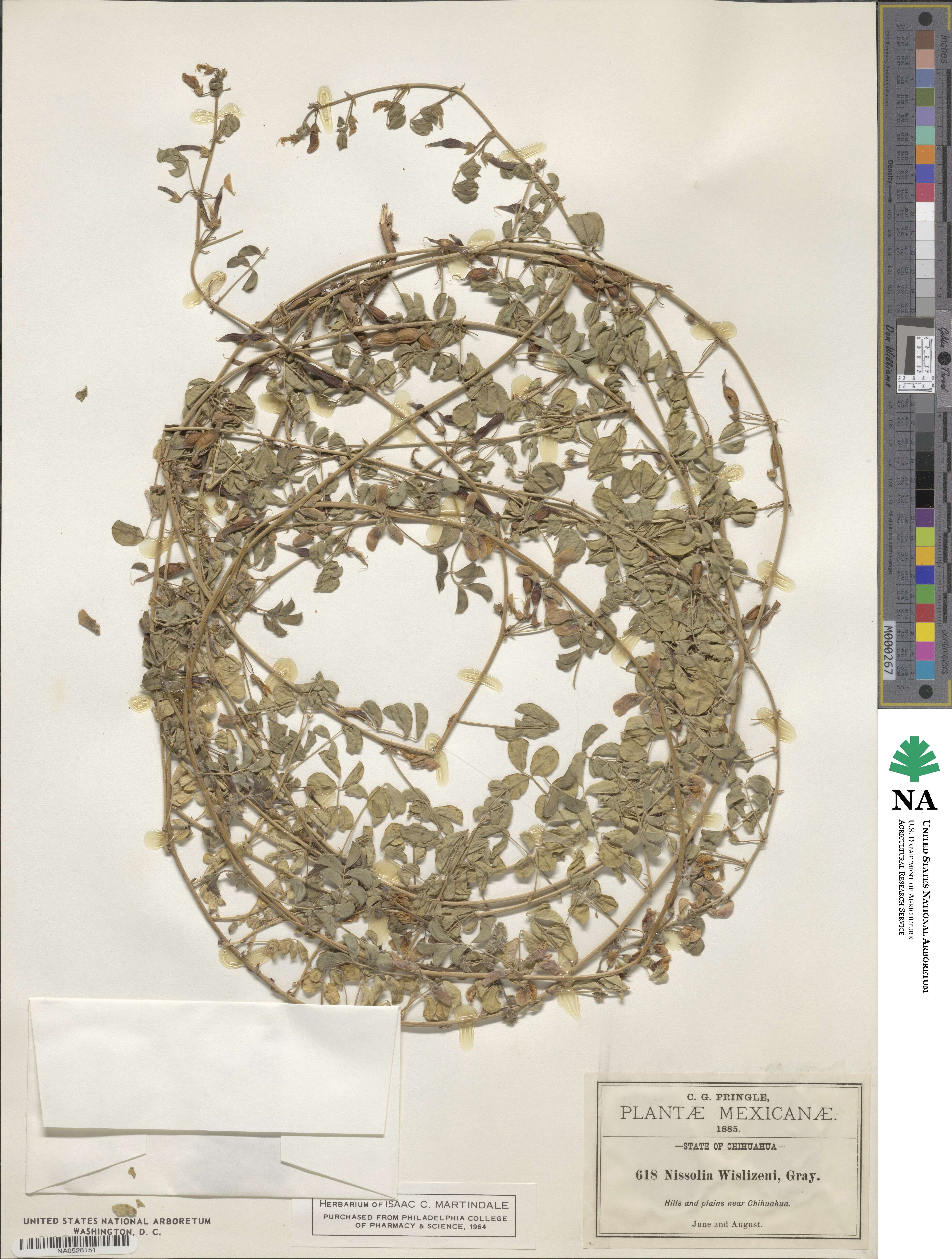 Nissolia wislizeni image