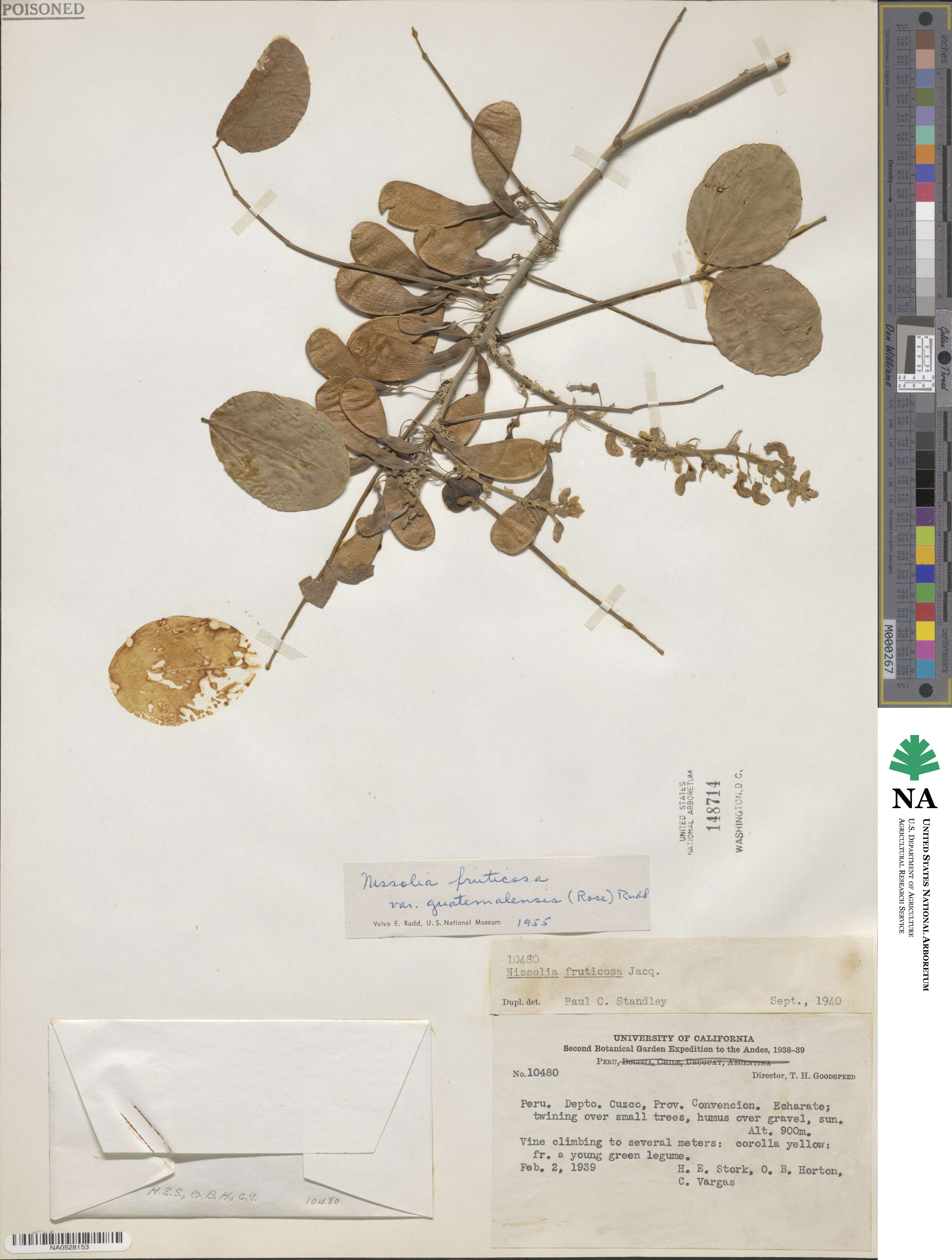 Nissolia fruticosa image