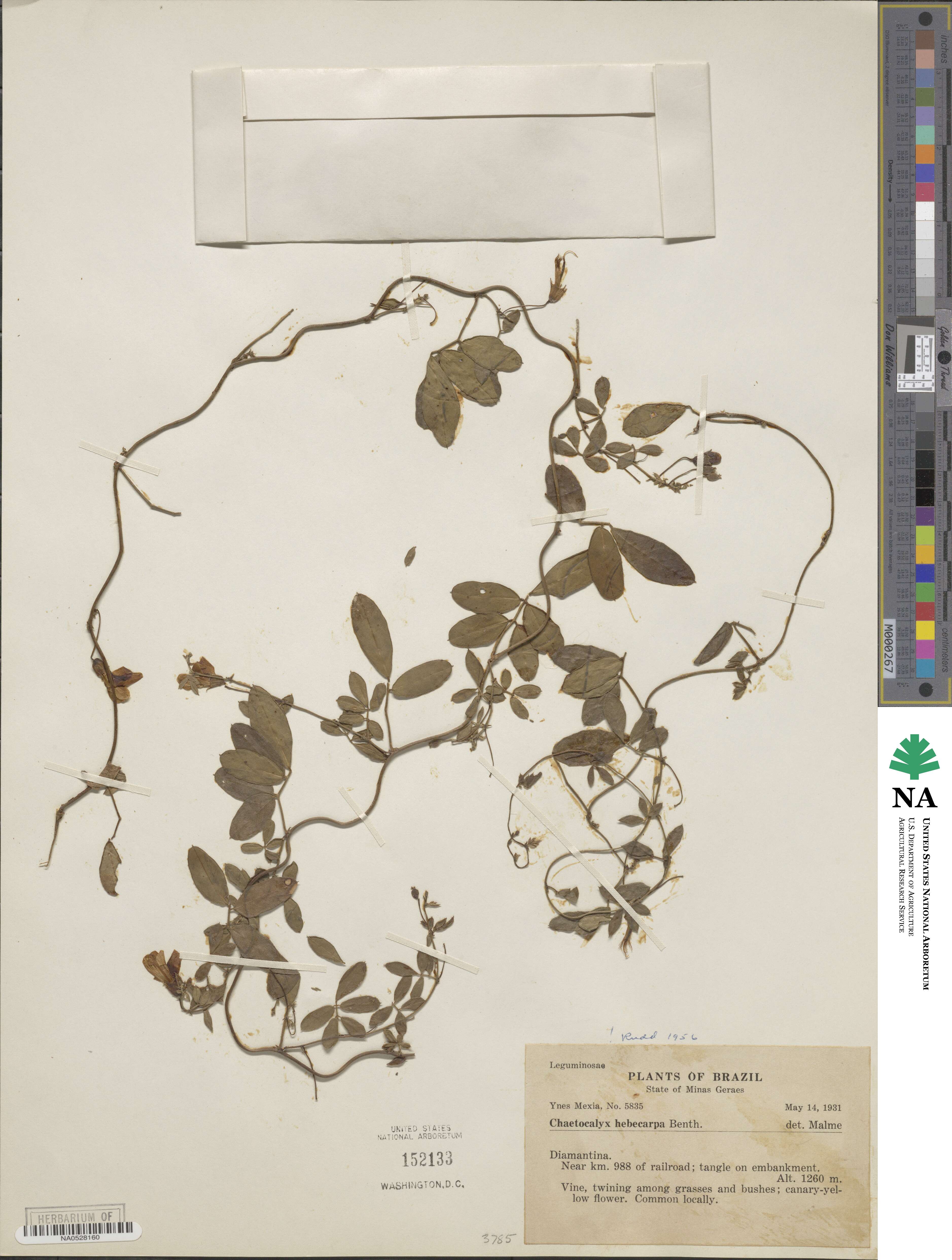 Chaetocalyx hebecarpa image
