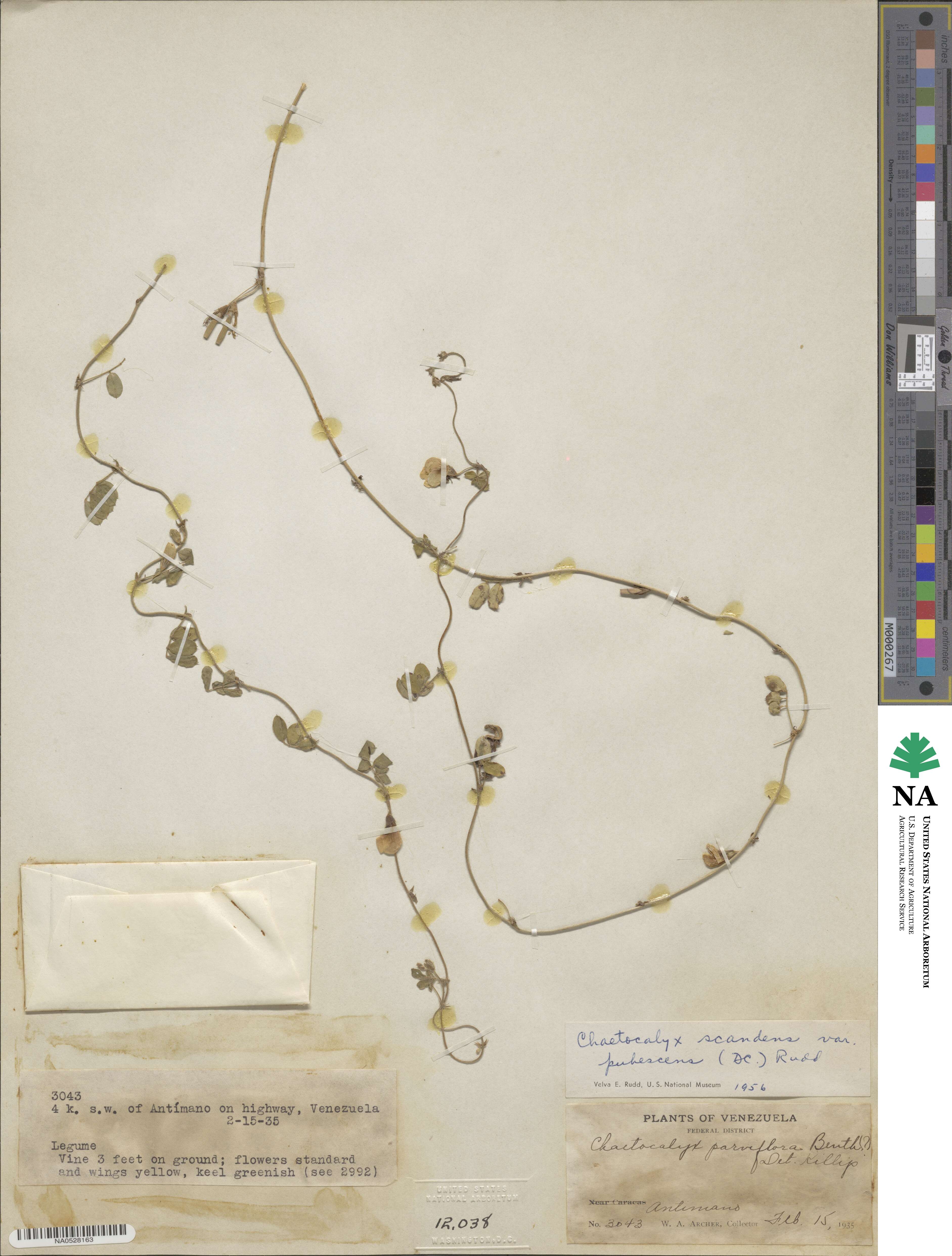 Chaetocalyx parviflora image