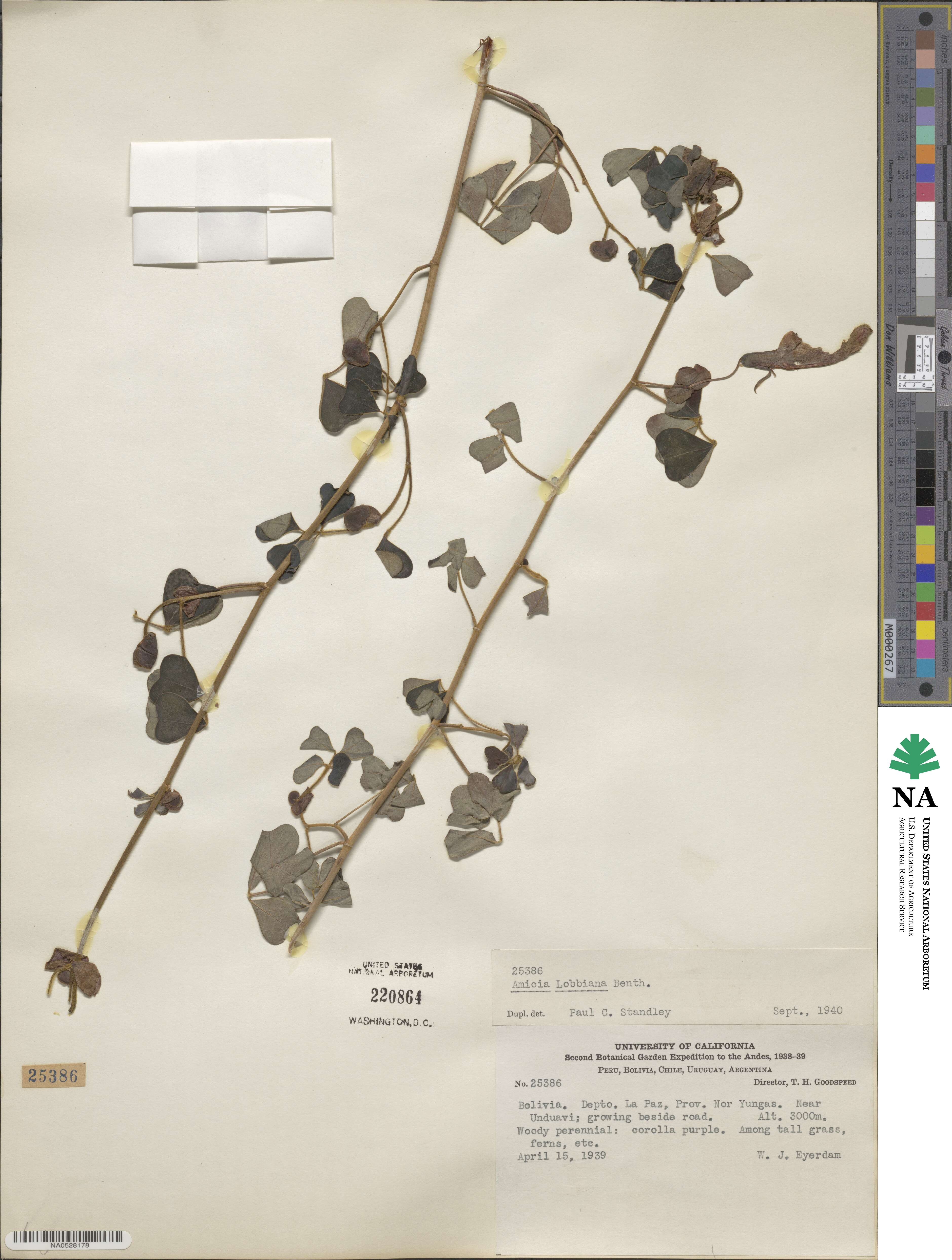 Amicia lobbiana image