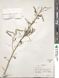 Aeschynomene indica image