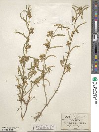 Aeschynomene americana var. americana image