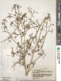 Aeschynomene americana var. americana image