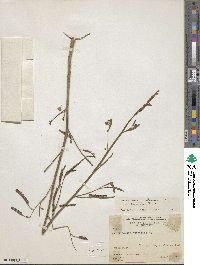 Aeschynomene pratensis var. caribaea image