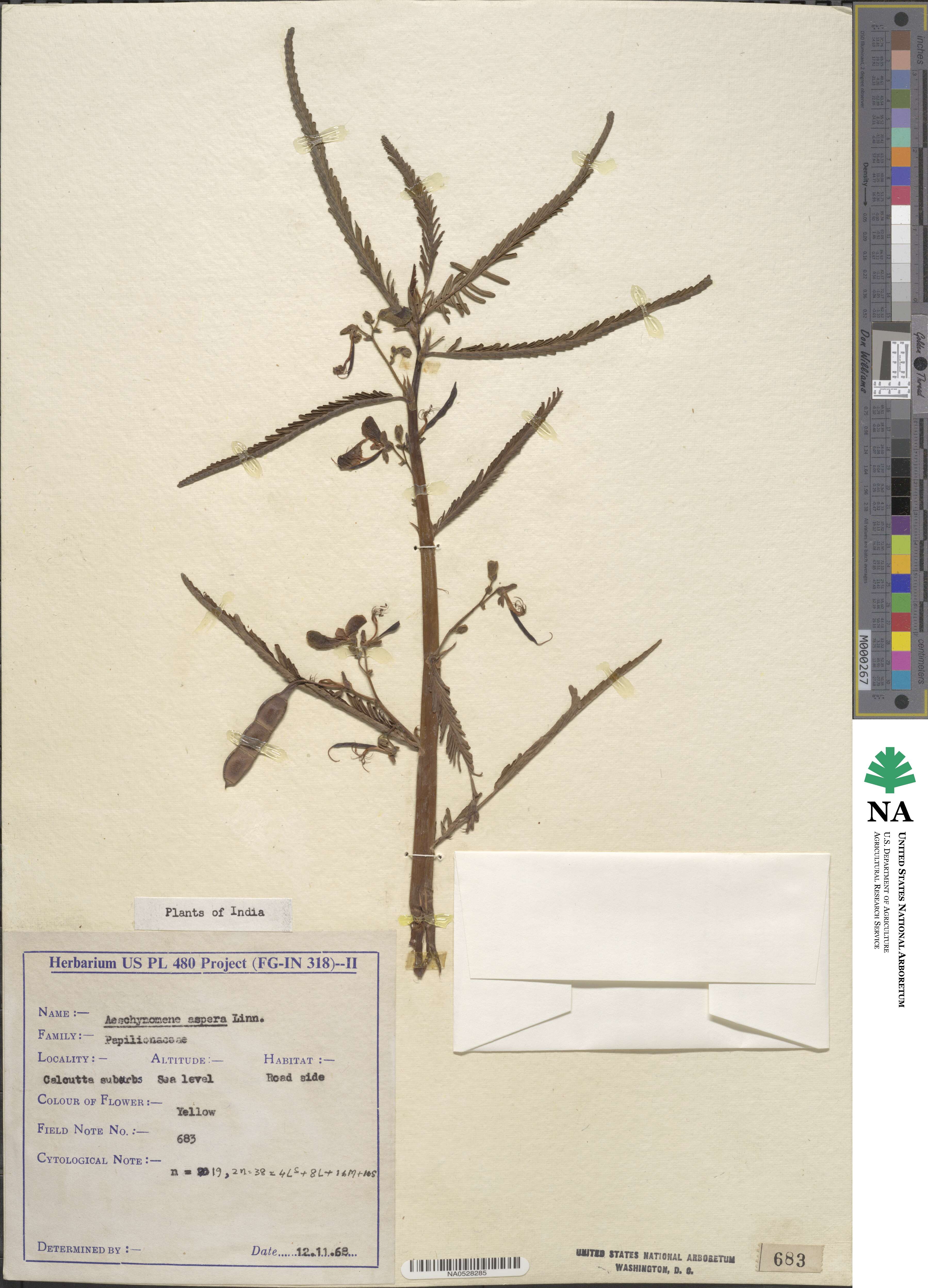 Aeschynomene aspera image