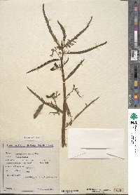 Image of Aeschynomene aspera