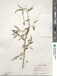 Aeschynomene indica image