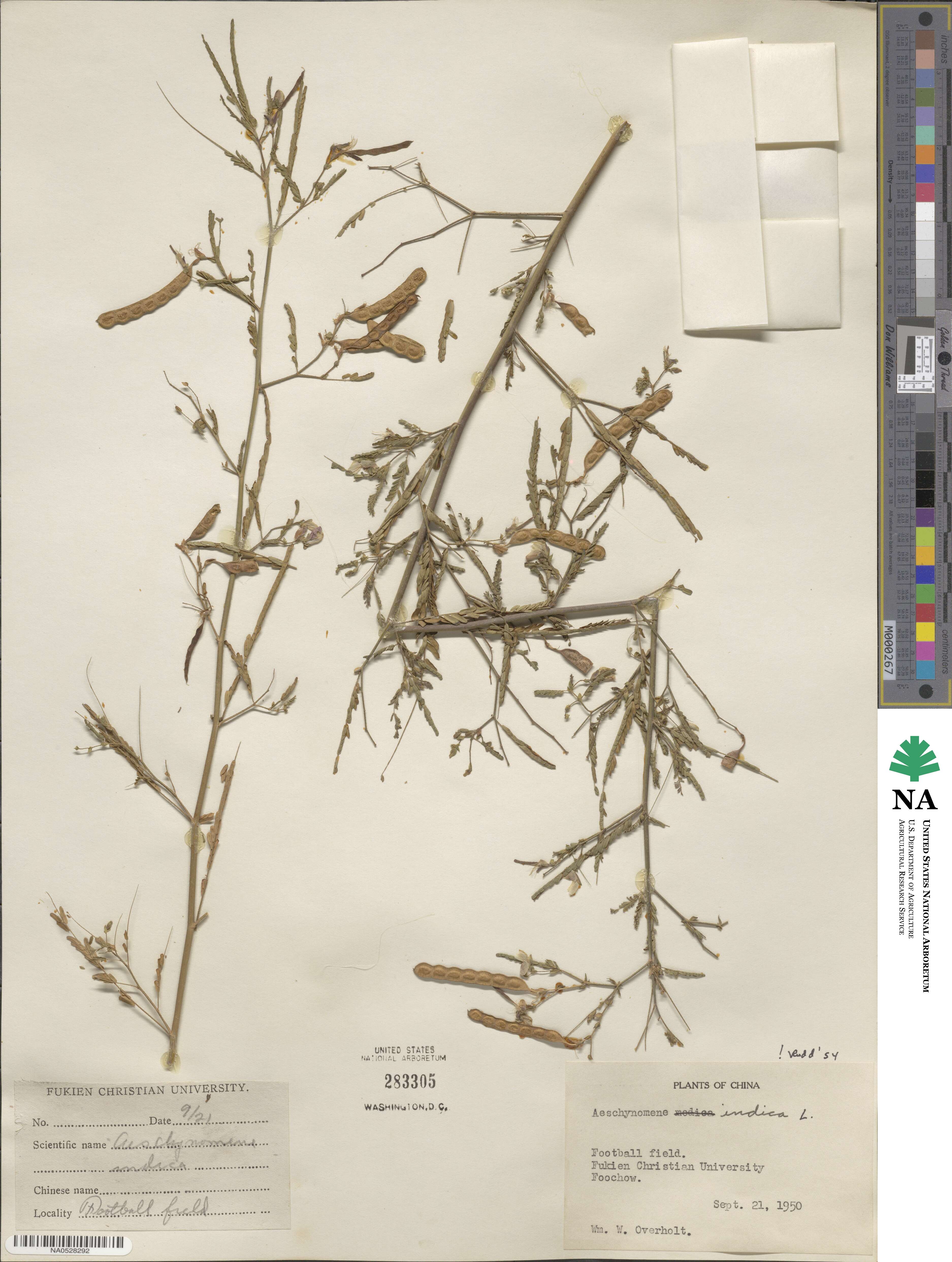 Aeschynomene indica image