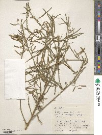 Aeschynomene indica image