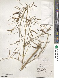 Aeschynomene indica image