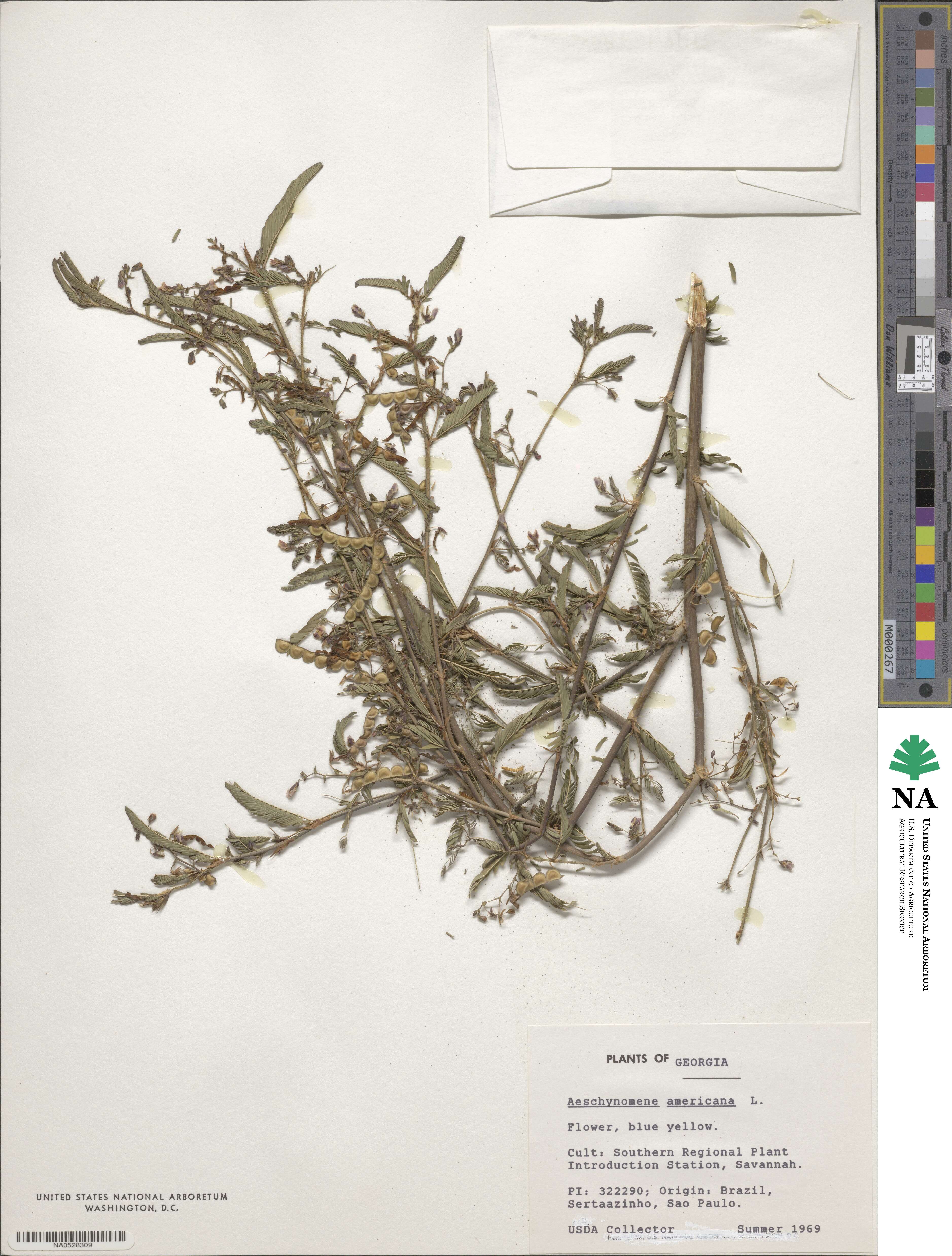 Aeschynomene americana image
