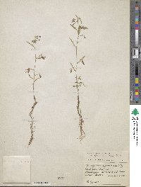 Aeschynomene americana var. americana image