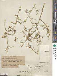 Aeschynomene americana var. americana image