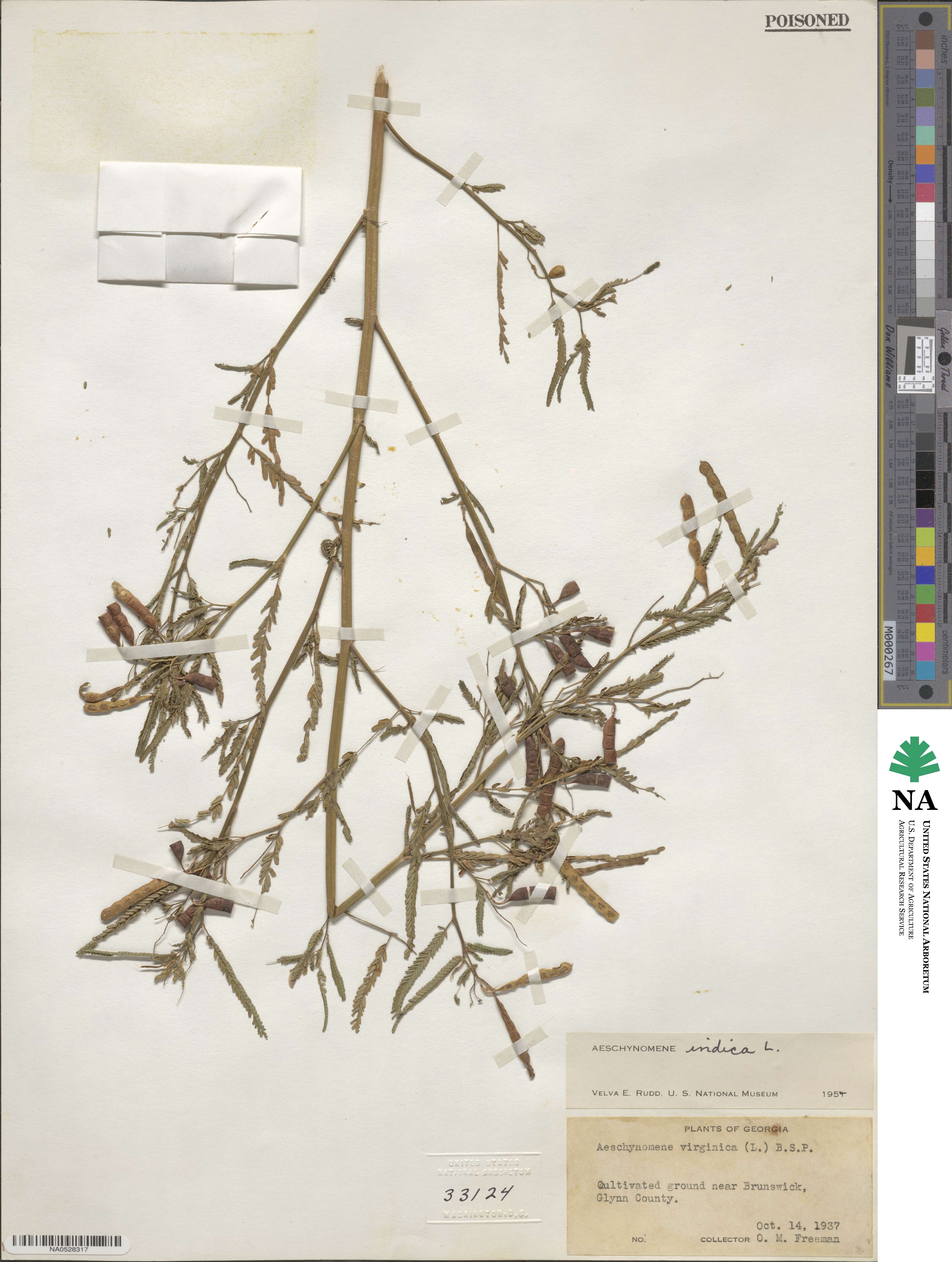 Aeschynomene indica image