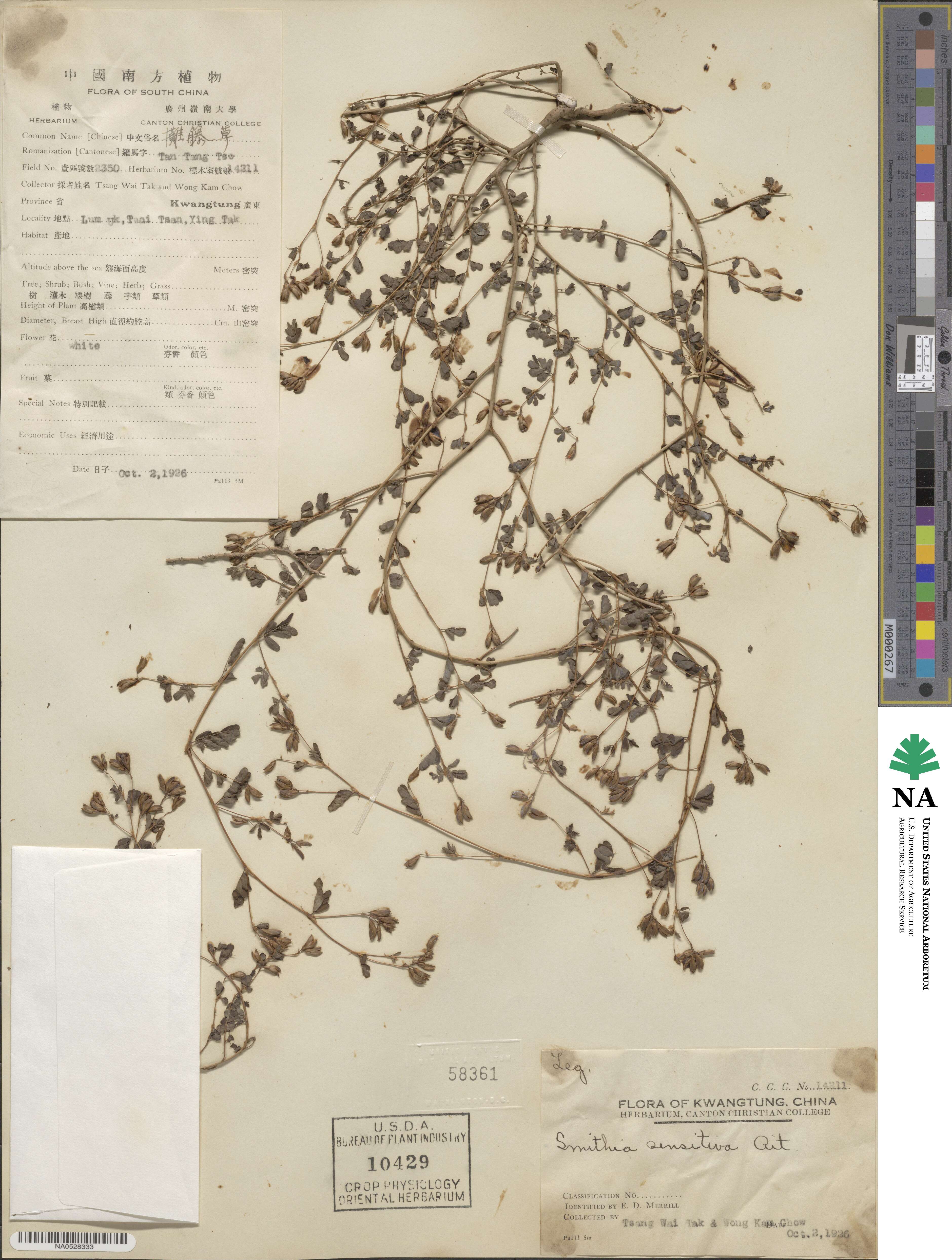 Smithia sensitiva image