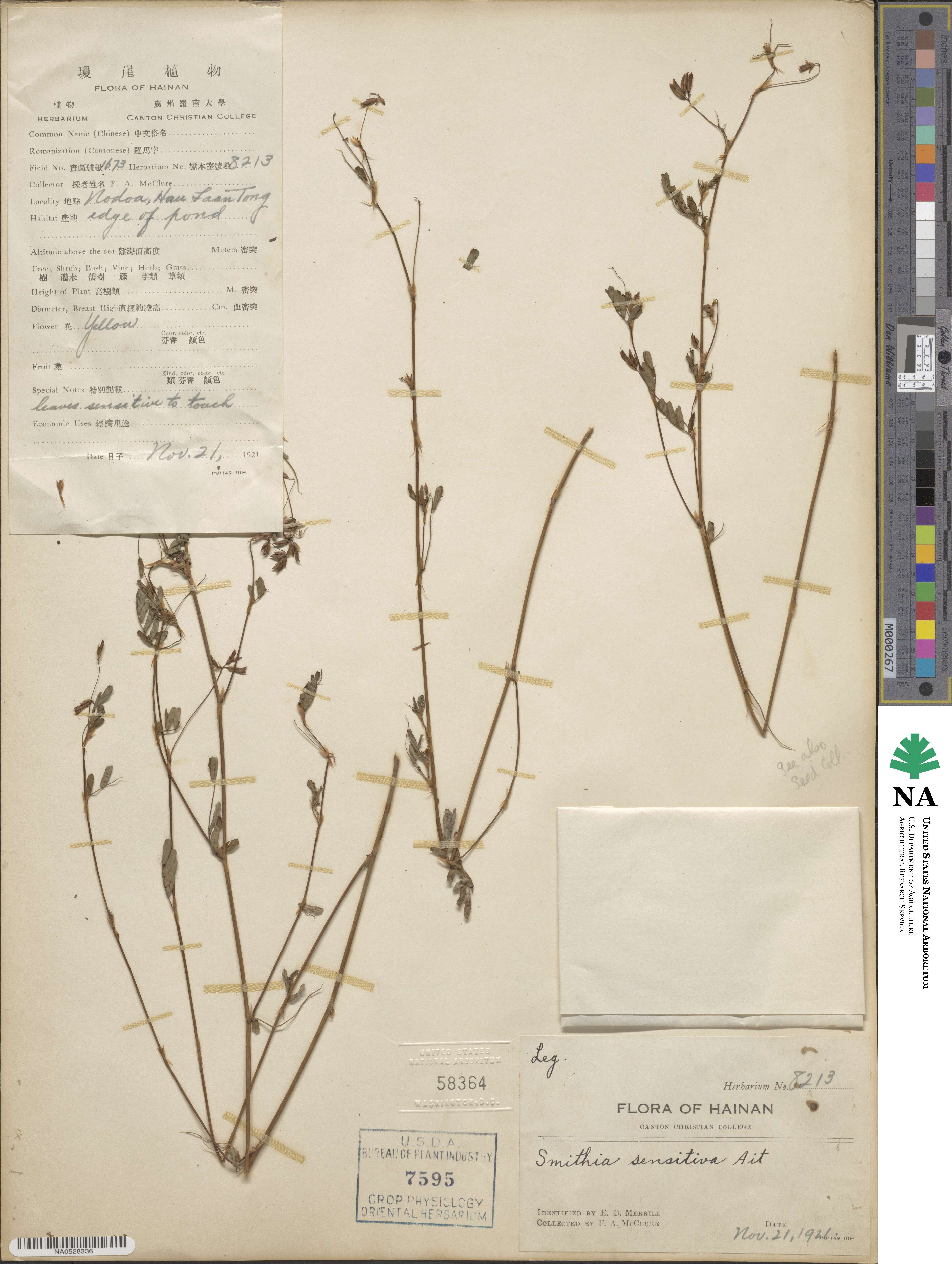Smithia sensitiva image
