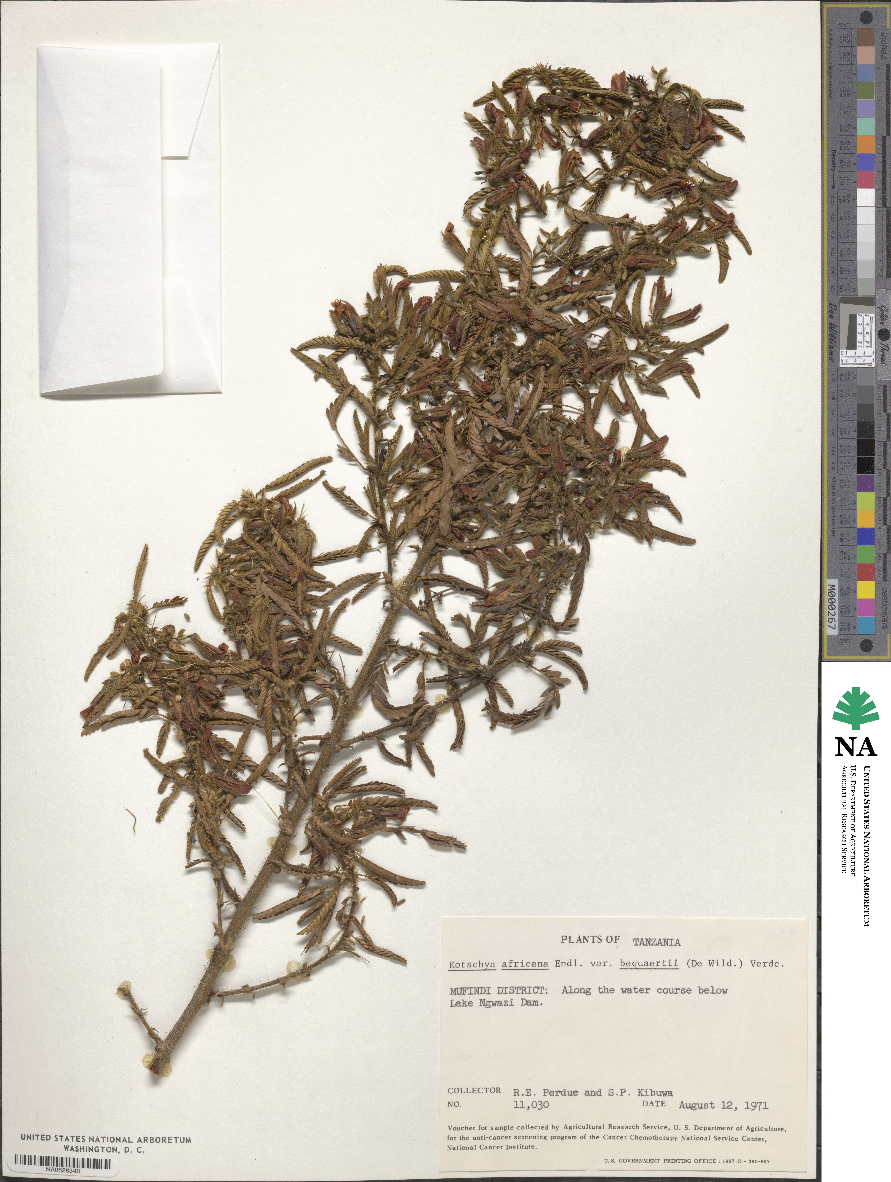 Kotschya africana image