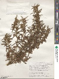 Kotschya africana var. bequaertii image