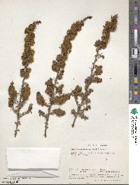 Image of Kotschya recurvifolia