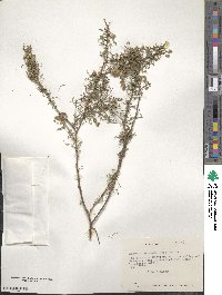 Adesmia arborea image