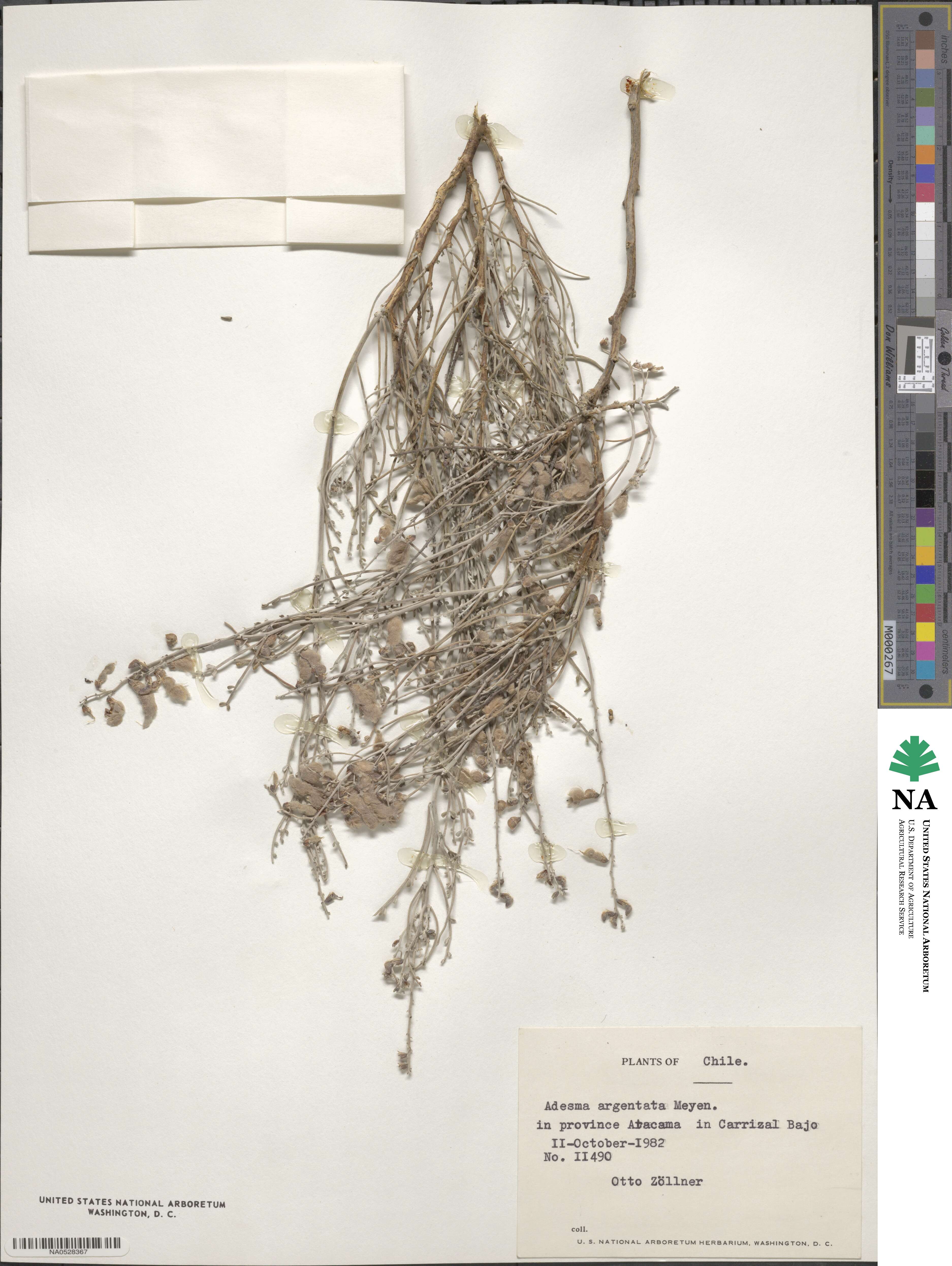 Adesmia argentea image