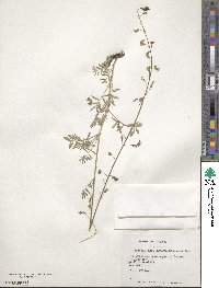 Adesmia aspera image