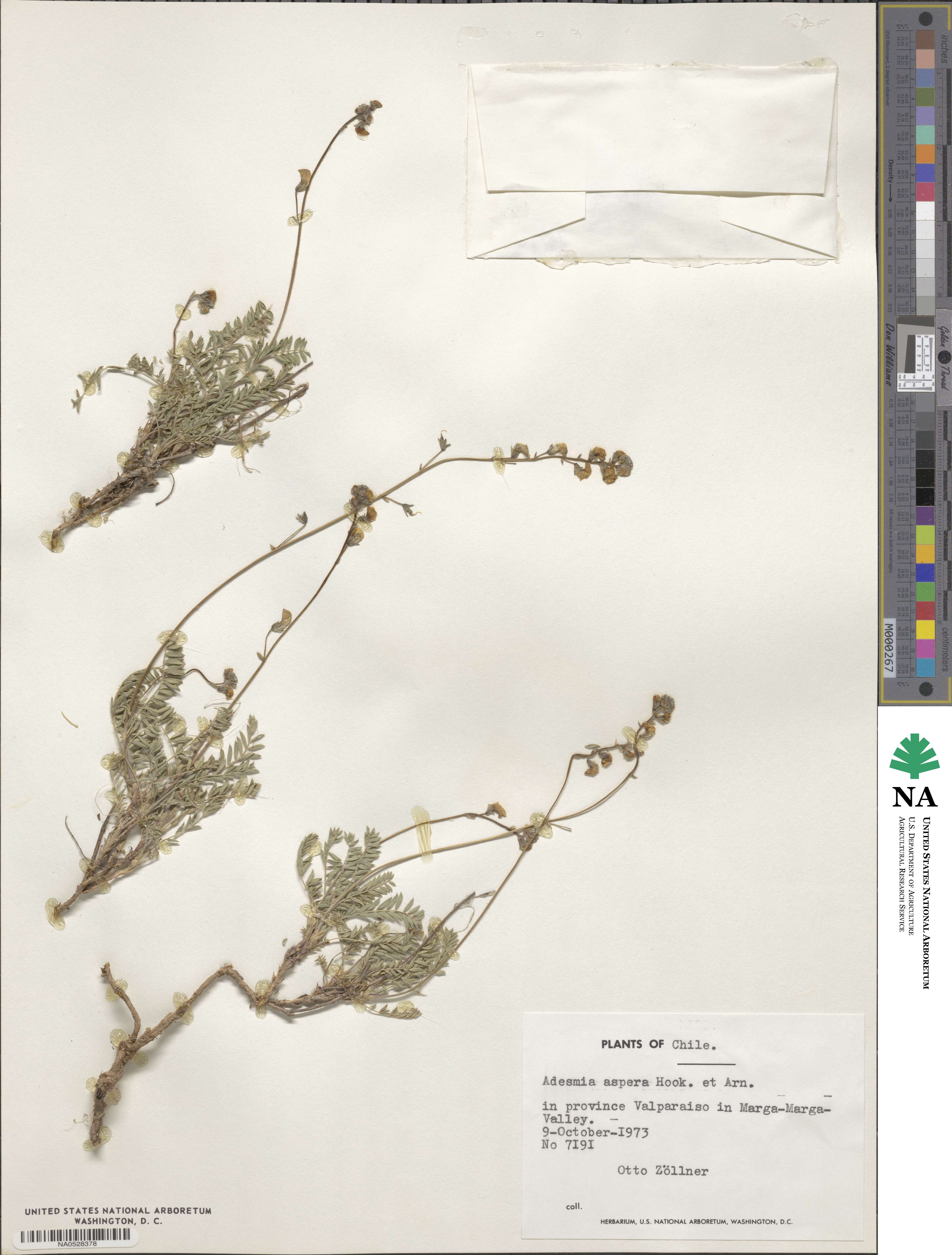 Adesmia aspera image
