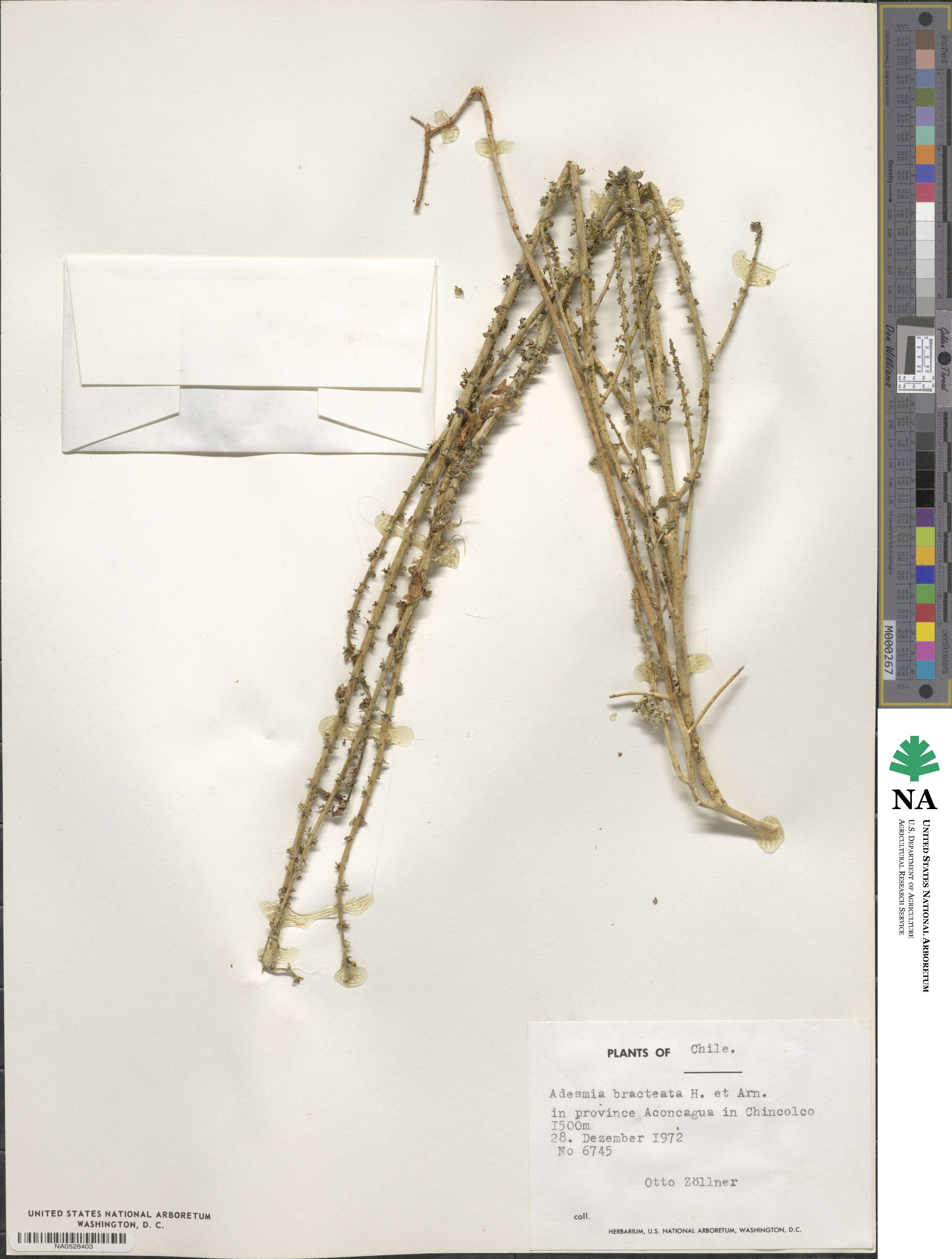 Adesmia bracteata image